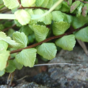 Photographie n°264719 du taxon Asplenium trichomanes subsp. trichomanes