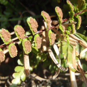 Photographie n°264720 du taxon Asplenium trichomanes subsp. trichomanes