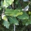  Tela BOTANICA - Quercus ilex L. [1753]