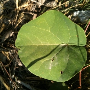 Photographie n°264735 du taxon Cercis siliquastrum L. [1753]