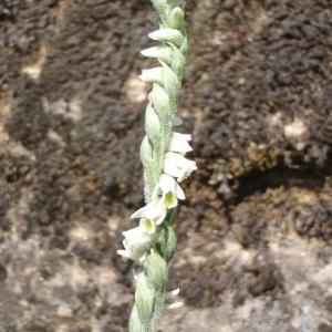 Photographie n°264751 du taxon Spiranthes spiralis (L.) Chevall. [1827]