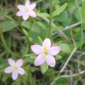 Photographie n°264766 du taxon Centaurium pulchellum (Sw.) Druce [1898]