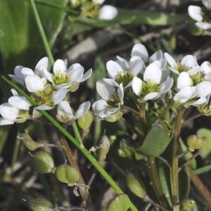 Photographie n°264767 du taxon Cochlearia anglica L. [1759]