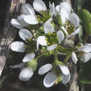 Photographie n°264769 du taxon Cochlearia anglica L. [1759]