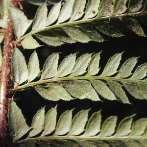 Photographie n°264776 du taxon Polystichum aculeatum (L.) Roth [1799]