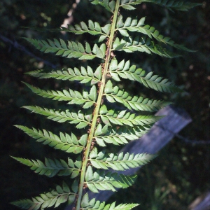 Photographie n°264786 du taxon Polystichum aculeatum (L.) Roth [1799]