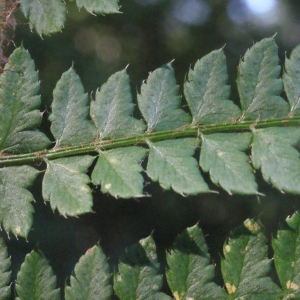 Photographie n°264818 du taxon Polystichum setiferum (Forssk.) T.Moore ex Woyn. [1913]