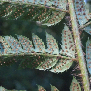 Photographie n°264828 du taxon Polystichum setiferum (Forssk.) T.Moore ex Woyn. [1913]