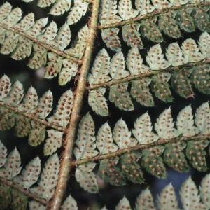 Photographie n°264833 du taxon Polystichum setiferum (Forssk.) T.Moore ex Woyn. [1913]