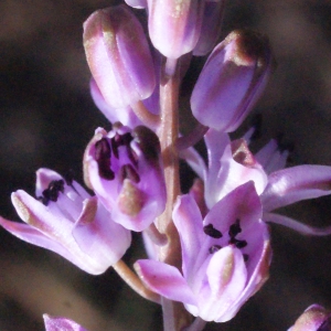 Ornithogalum autumnale (L.) Lam. (Scille d'automne)