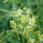  Genevieve Botti - Heracleum sibiricum L. [1753]