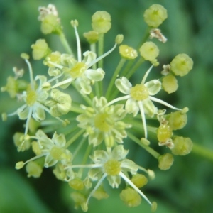 Pastinaca sibirica (L.) Calest. (Berce de Sibérie)