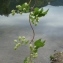  Genevieve Botti - Humulus lupulus L.