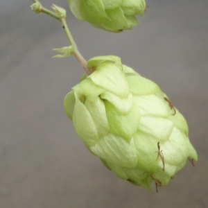 Photographie n°264882 du taxon Humulus lupulus L.