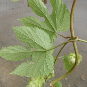 Photographie n°264885 du taxon Humulus lupulus L.