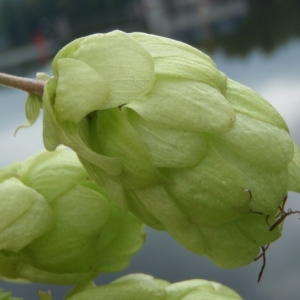 Photographie n°264886 du taxon Humulus lupulus L.