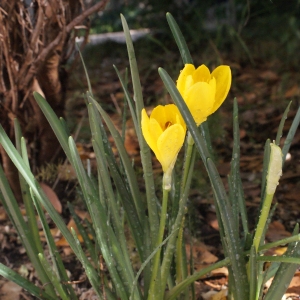 Photographie n°264892 du taxon Sternbergia sicula Tineo ex Guss. [1845]