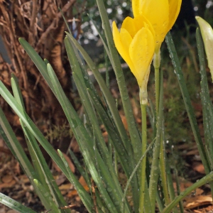 Photographie n°264893 du taxon Sternbergia sicula Tineo ex Guss. [1845]