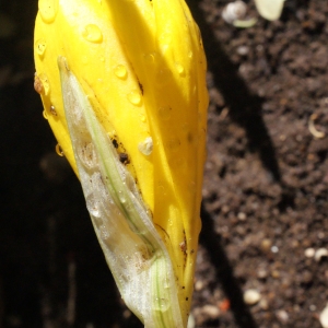 Photographie n°264894 du taxon Sternbergia sicula Tineo ex Guss. [1845]