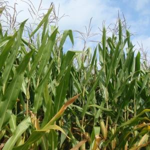 Photographie n°264923 du taxon Zea mays L. [1753]