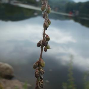 Photographie n°264926 du taxon Melilotus albus Medik. [1787]