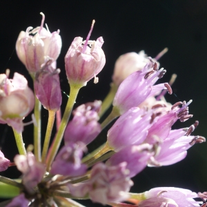 Photographie n°264945 du taxon Allium schoenoprasum L. [1753]