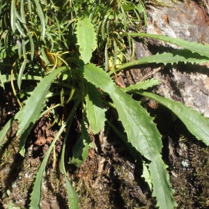 Photographie n°264949 du taxon Anarrhinum bellidifolium (L.) Willd. [1800]