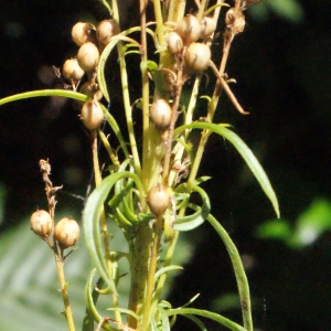 Photographie n°264951 du taxon Anarrhinum bellidifolium (L.) Willd. [1800]