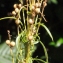  Liliane Roubaudi - Anarrhinum bellidifolium (L.) Willd. [1800]