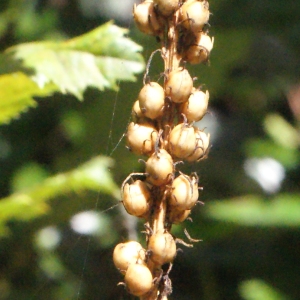 Photographie n°264952 du taxon Anarrhinum bellidifolium (L.) Willd. [1800]