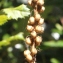  Liliane Roubaudi - Anarrhinum bellidifolium (L.) Willd. [1800]