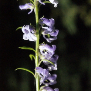 Photographie n°264956 du taxon Anarrhinum bellidifolium (L.) Willd. [1800]