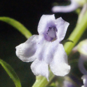Anarrhinum bellidifolium (L.) Desf. (Muflier à feuilles de pâquerette)