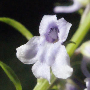 Anarrhinum linnaeanum Jord. & Fourr. (Muflier à feuilles de pâquerette)