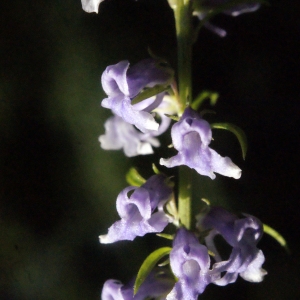 Photographie n°264959 du taxon Anarrhinum bellidifolium (L.) Willd. [1800]