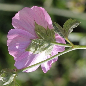 Photographie n°264972 du taxon Althaea cannabina L.