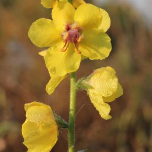 Photographie n°264976 du taxon Verbascum virgatum Stokes [1787]