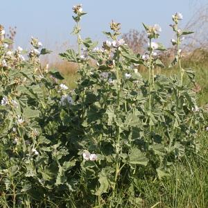 Photographie n°265006 du taxon Althaea officinalis L. [1753]