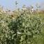  Marie  Portas - Althaea officinalis L.