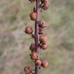 Photographie n°265012 du taxon Verbascum virgatum Stokes [1787]