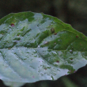 Photographie n°265042 du taxon Circaea lutetiana L. [1753]