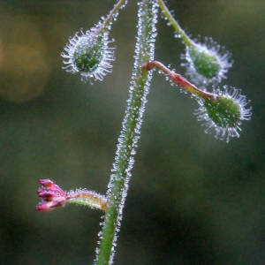 Photographie n°265044 du taxon Circaea lutetiana L. [1753]