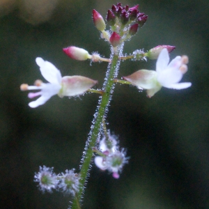 Photographie n°265051 du taxon Circaea lutetiana L. [1753]