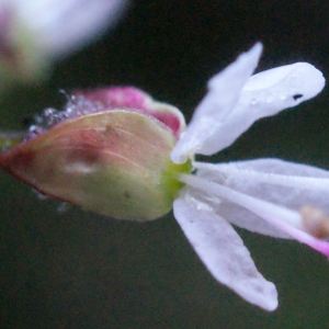 Photographie n°265055 du taxon Circaea lutetiana L. [1753]