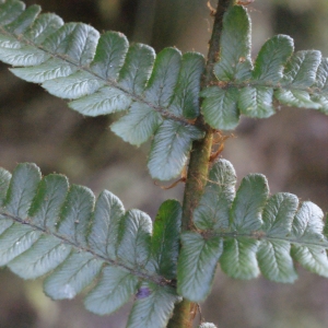 Photographie n°265063 du taxon Dryopteris affinis subsp. cambrensis Fraser-Jenk. [1987]