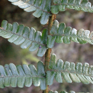 Photographie n°265064 du taxon Dryopteris affinis subsp. cambrensis Fraser-Jenk. [1987]