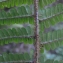  Liliane Roubaudi - Dryopteris affinis subsp. cambrensis Fraser-Jenk. [1987]