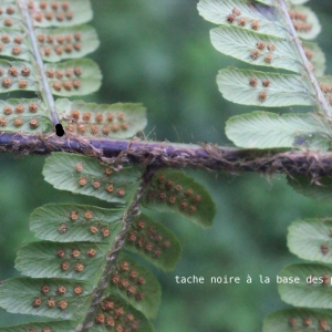 Photographie n°265067 du taxon Dryopteris affinis subsp. affinis