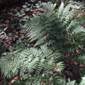 Photographie n°265077 du taxon Dryopteris dilatata (Hoffm.) A.Gray [1848]