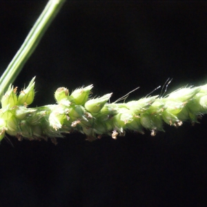 Photographie n°265089 du taxon Echinochloa crus-galli (L.) P.Beauv. [1812]